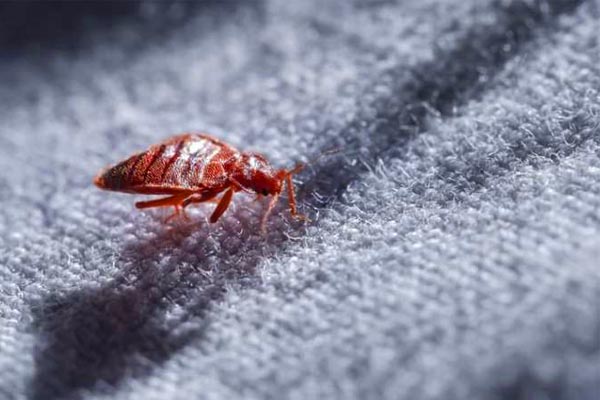Bedbug infestation Calgary