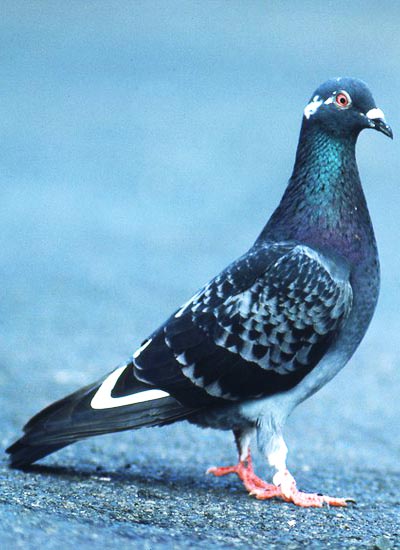 Pigeon Removal and Control Calgary