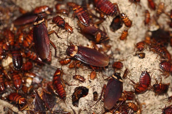 cockroach infestation calgary