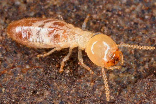 termite infestation calgary
